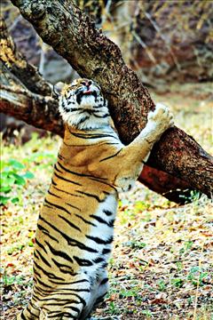 Royal Bengal Tiger in Love with a tree!!!